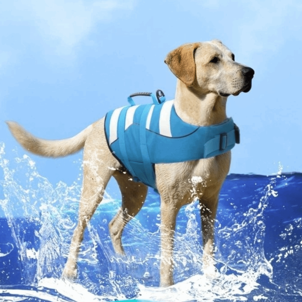Reflective Dog Life Jacket Sup - Life Jacket Buoyancy review and price