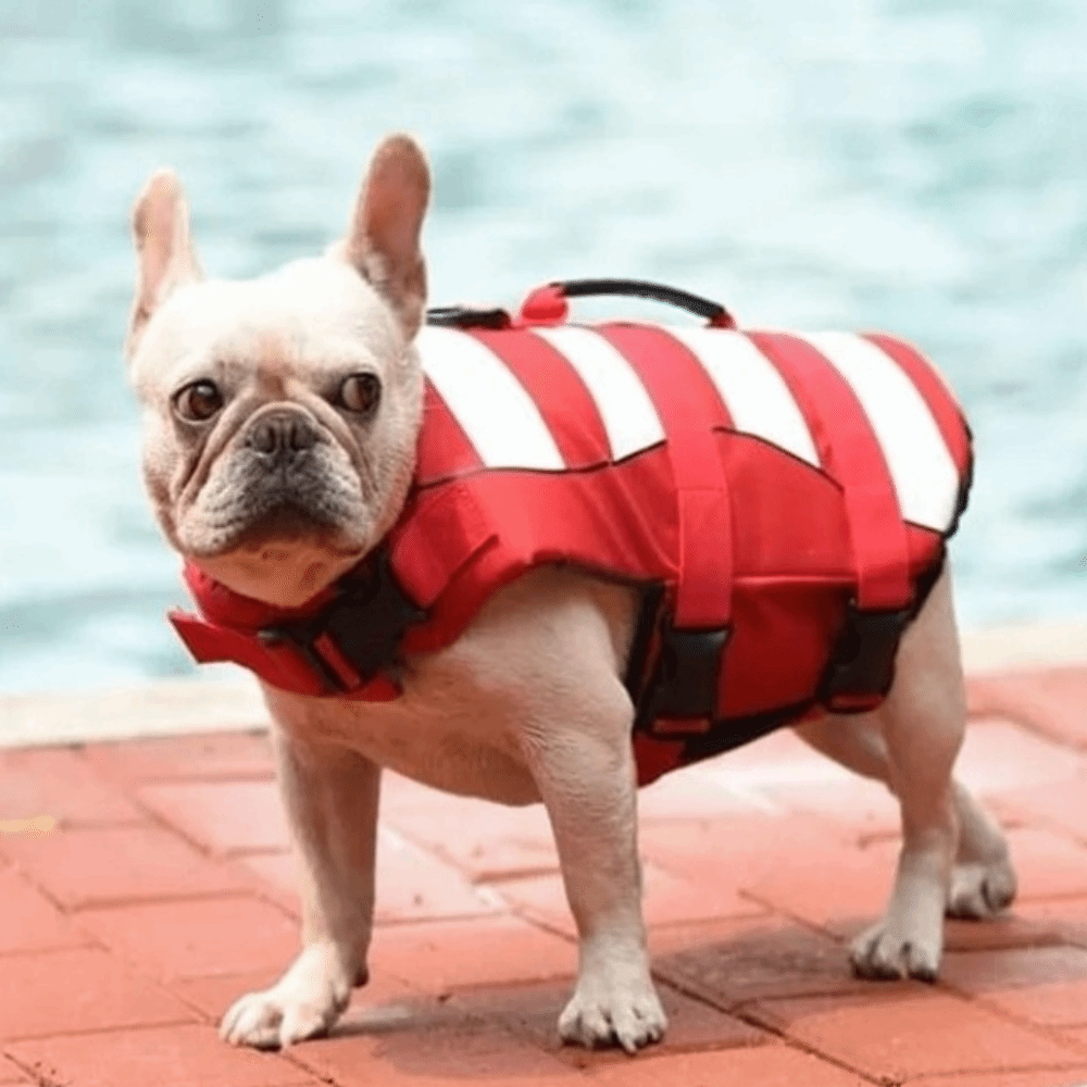 Reflective Dog Life Jacket Sup - Life Jacket Buoyancy review and price